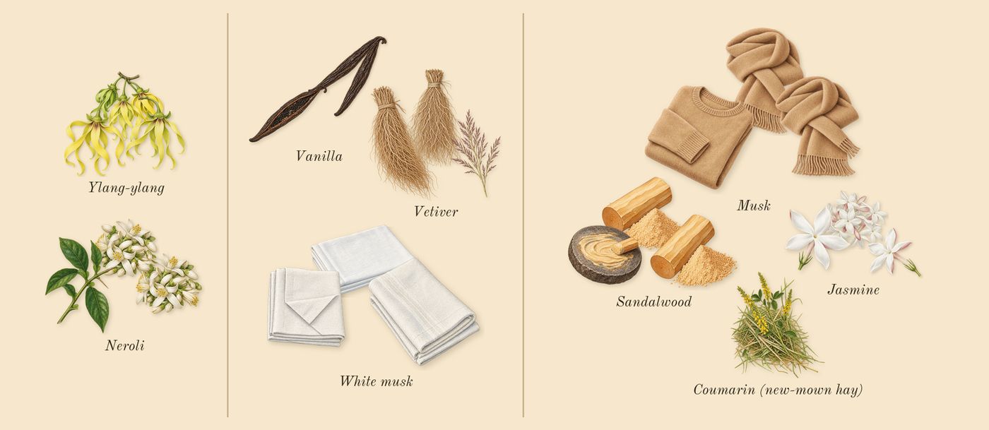Supremacy Gold’s scent picture, a draft: ylang-ylang, neroli, vetiver, white musk, vanilla, jasmine drawn so far; dashed outlines where nothing is drawn yet