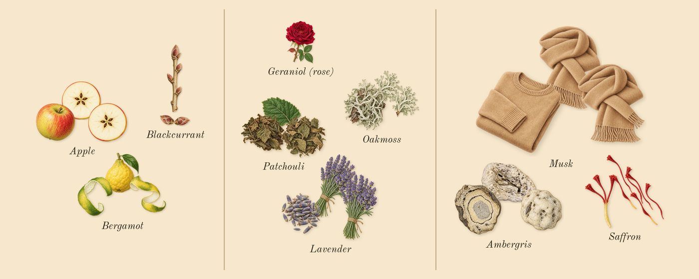 Supremacy Not Only Intense’s scent picture, a draft: bergamot, apple, blackcurrant, lavender, patchouli, oakmoss drawn so far; dashed outlines where nothing is drawn yet