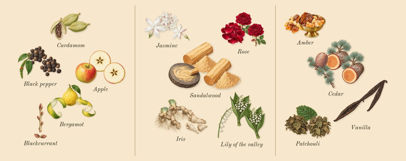 Amber Wood’s scent picture, a draft: cardamom, apple, black pepper, iris, sandalwood, patchouli drawn so far; dashed outlines where nothing is drawn yet