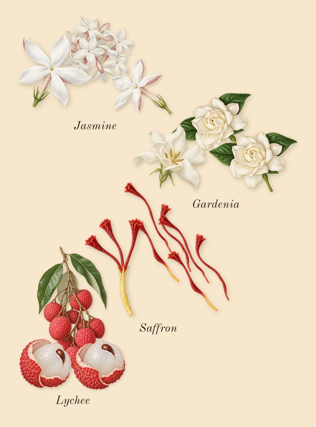 Aurum, heart: Jasmine, Saffron, Gardenia, Lychee