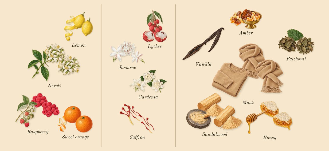 Aurum’s scent picture, a draft: raspberry, neroli, sweet orange, lemon, jasmine, saffron drawn so far; dashed outlines where nothing is drawn yet