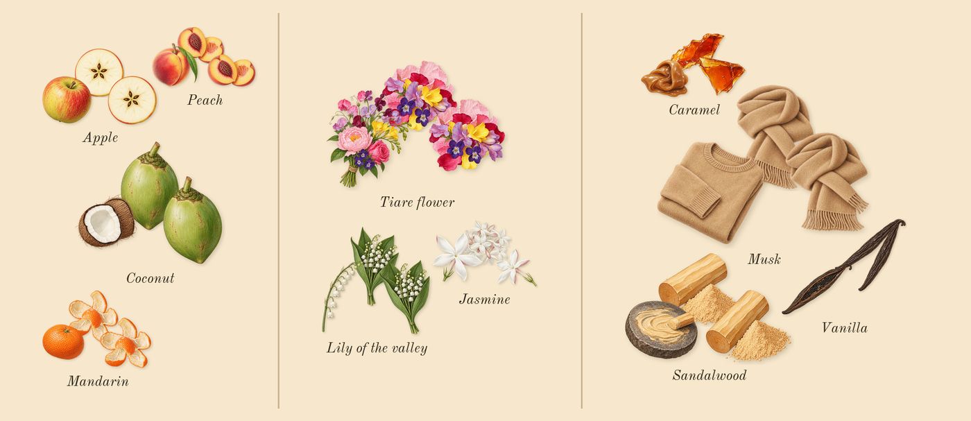Blanche IV’s scent picture, a draft: mandarin, coconut, apple, peach, jasmine, lily of the valley drawn so far; dashed outlines where nothing is drawn yet