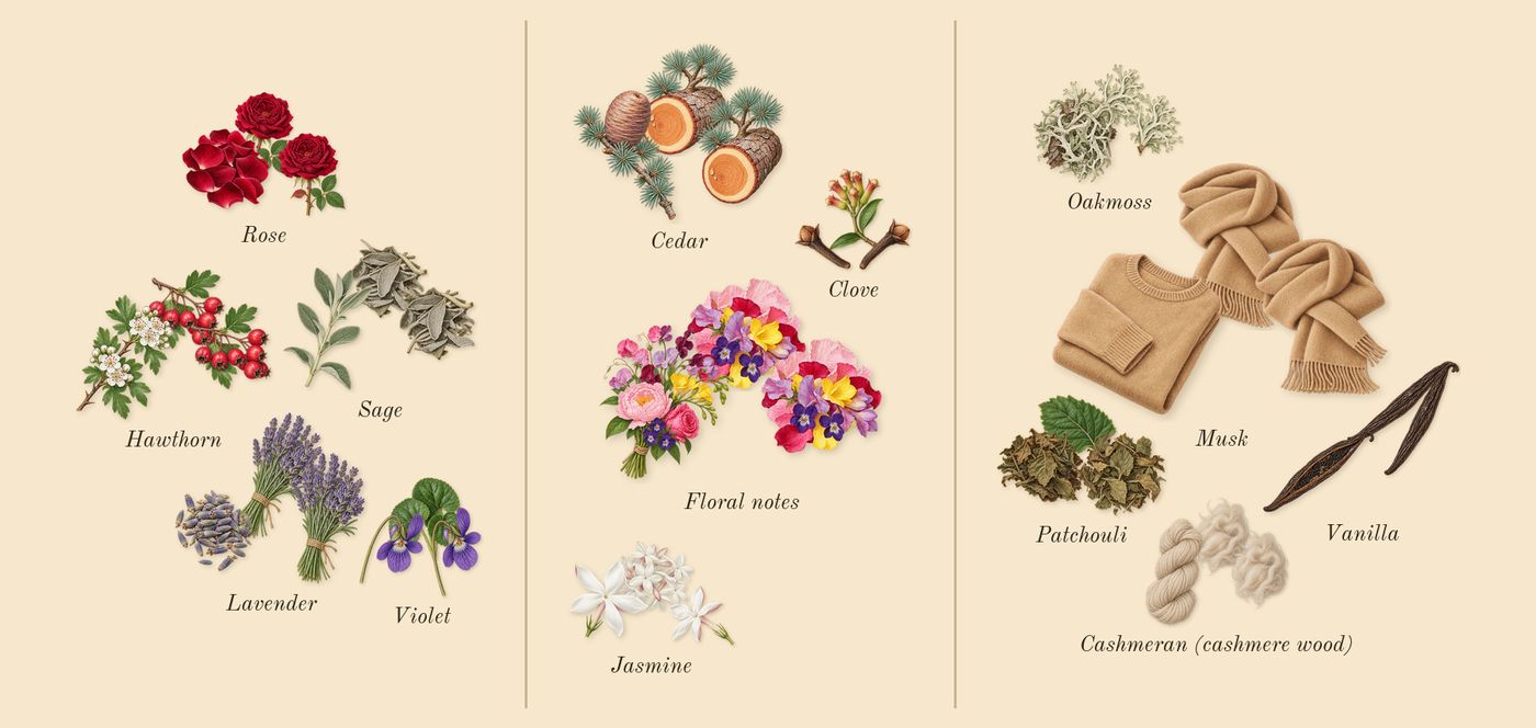 Carbon’s scent picture, a draft: sage, rose, hawthorn, jasmine, cedar, floral notes drawn so far; dashed outlines where nothing is drawn yet