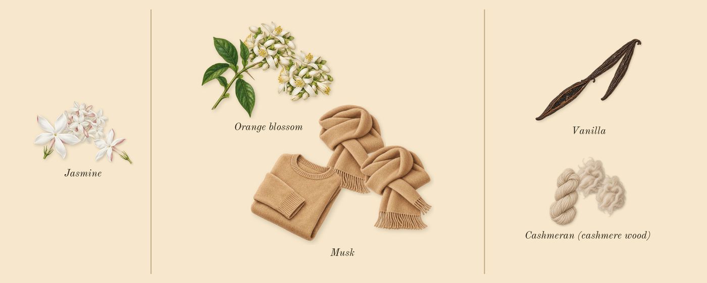 Sacrifice for Her’s scent picture, a draft: jasmine, musk, orange blossom, vanilla, cashmeran (cashmere wood) drawn so far; dashed outlines where nothing is drawn yet