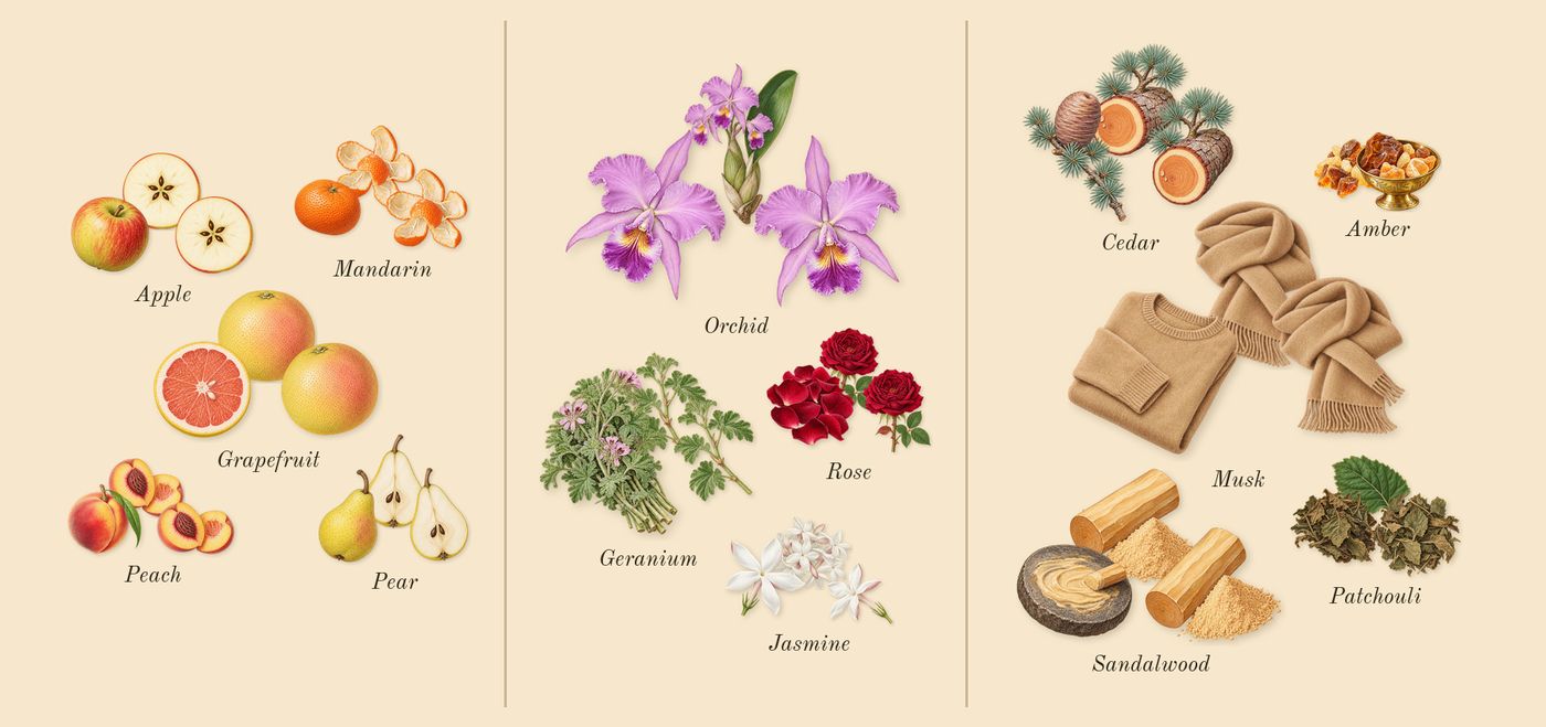 Wisal Dhahab’s scent picture, a draft: mandarin, apple, grapefruit, peach, pear, orchid drawn so far; dashed outlines where nothing is drawn yet