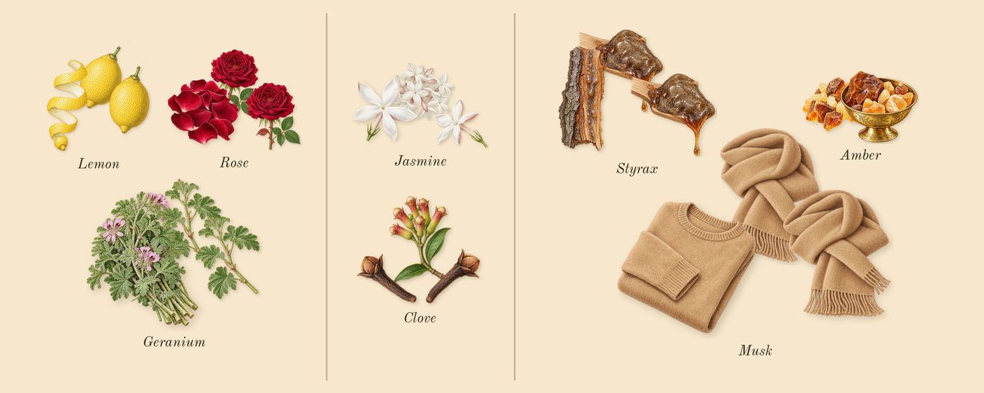 Wisal’s scent picture, a draft: lemon, geranium, rose, jasmine, clove, styrax drawn so far; dashed outlines where nothing is drawn yet