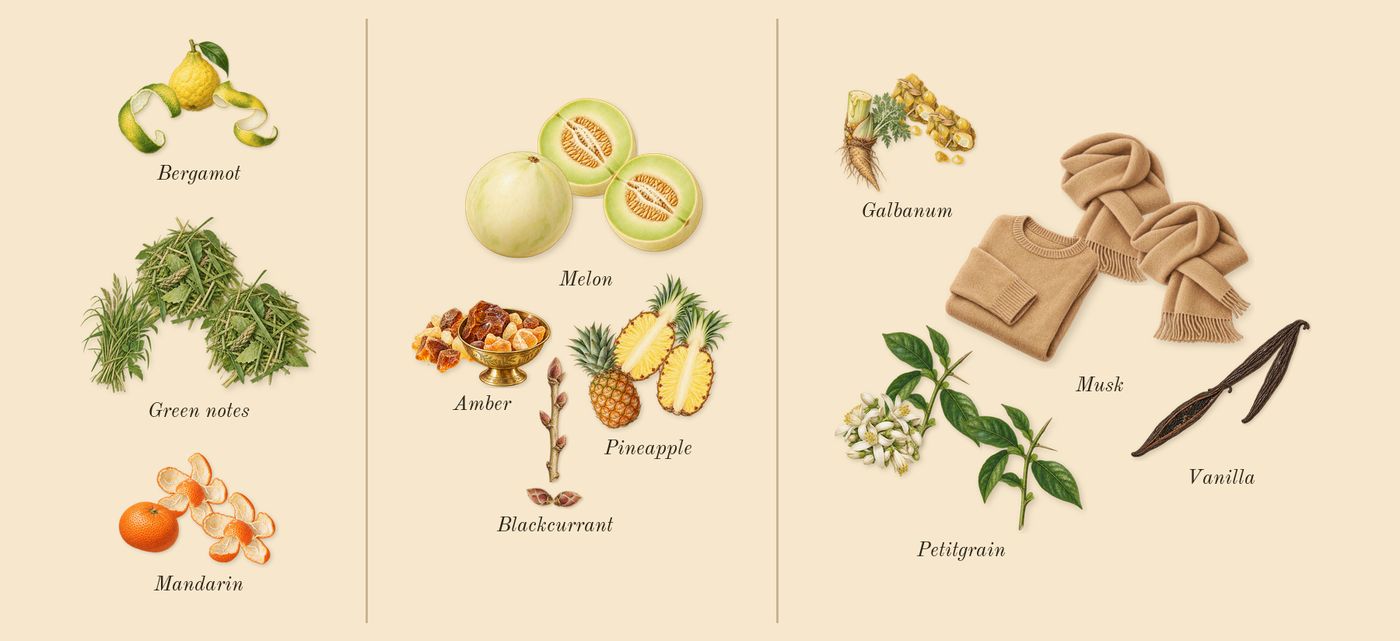 Amber Oud Aqua Dubai’s scent picture, a draft: bergamot, green notes, mandarin, melon, pineapple, amber drawn so far; dashed outlines where nothing is drawn yet
