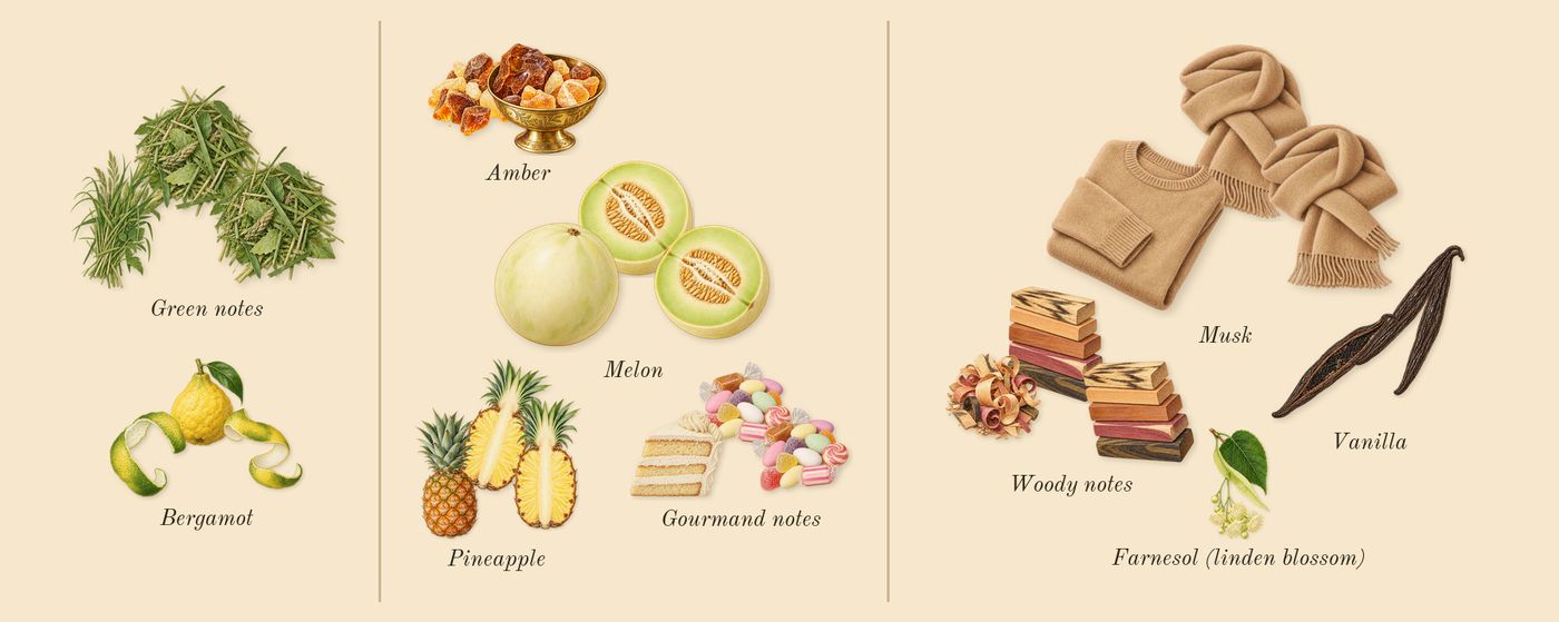 Amber Oud Gold Edition’s scent picture, a draft: bergamot, green notes, melon, pineapple, gourmand notes, amber drawn so far; dashed outlines where nothing is drawn yet