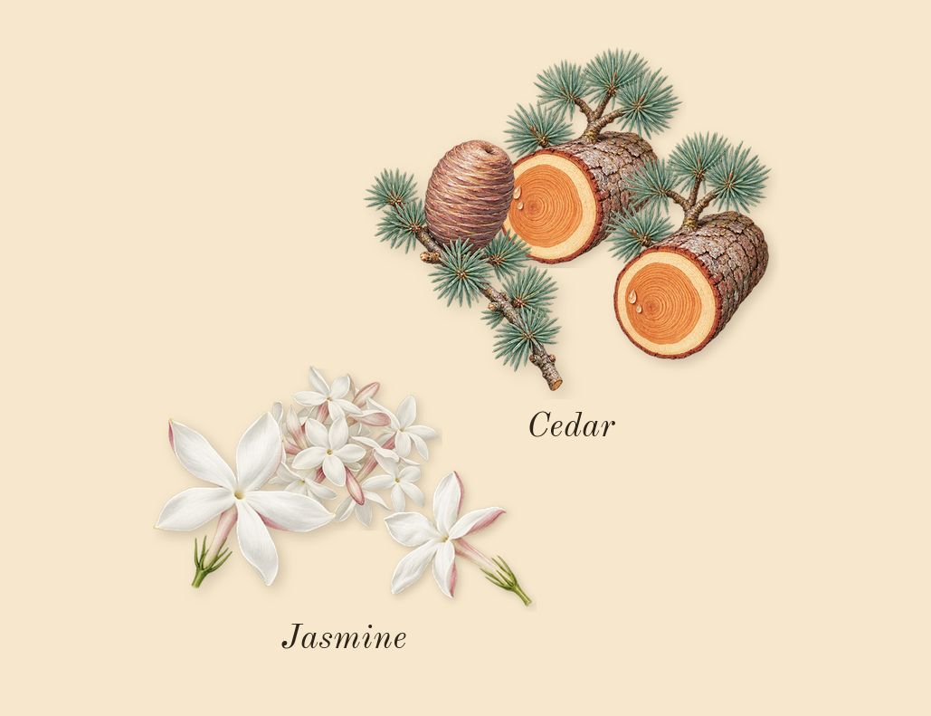 Amber Oud Ruby Edition, heart: Jasmine, Cedar