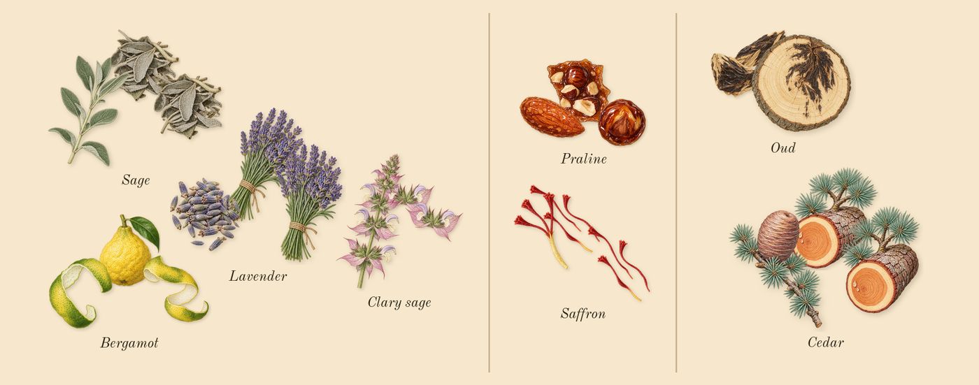 Detour Eco’s scent picture, a draft: clary sage, lavender, bergamot, saffron, praline, oud drawn so far; dashed outlines where nothing is drawn yet