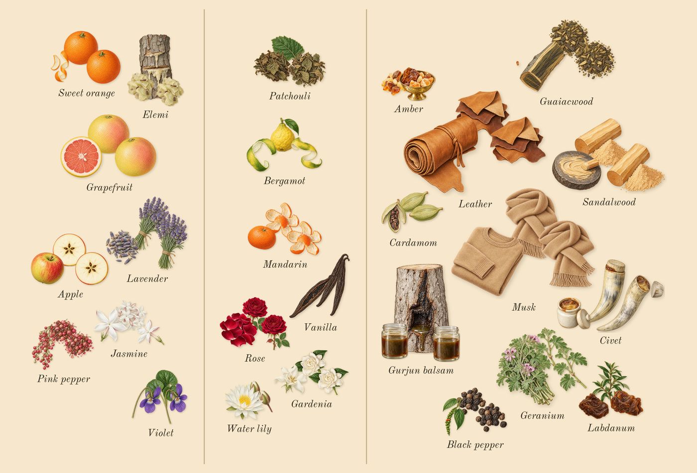 Detour Noir’s scent picture, a draft: apple, lavender, violet, jasmine, vanilla, patchouli drawn so far; dashed outlines where nothing is drawn yet