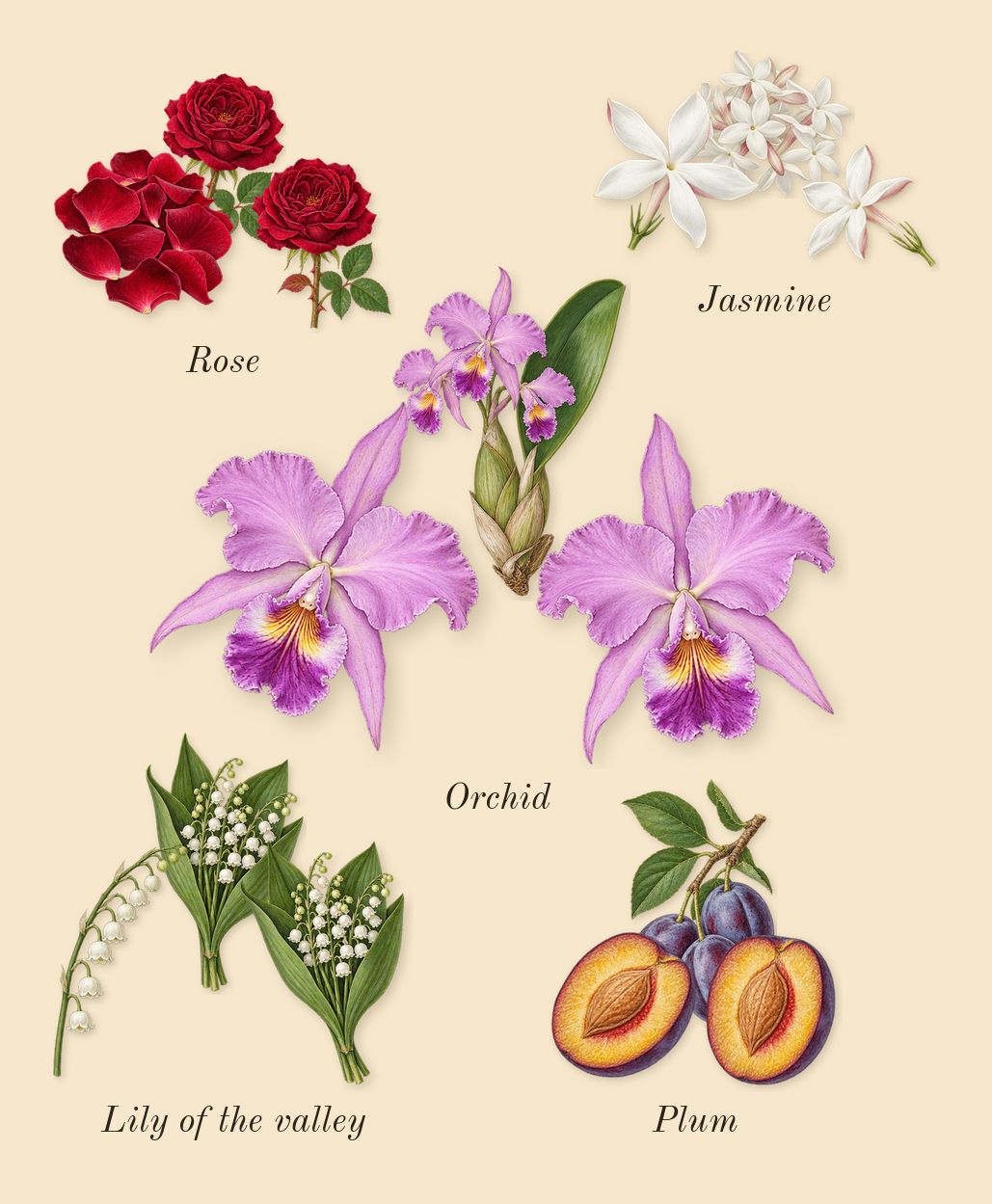 L'Aventure Gold, heart: Jasmine, Rose, Lily of the valley, Plum, Orchid