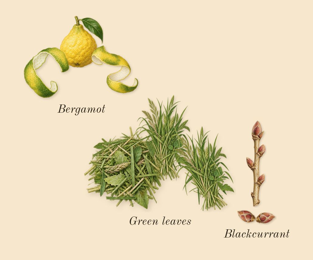 L'Aventure Gold, top notes: Bergamot, Blackcurrant, Green leaves