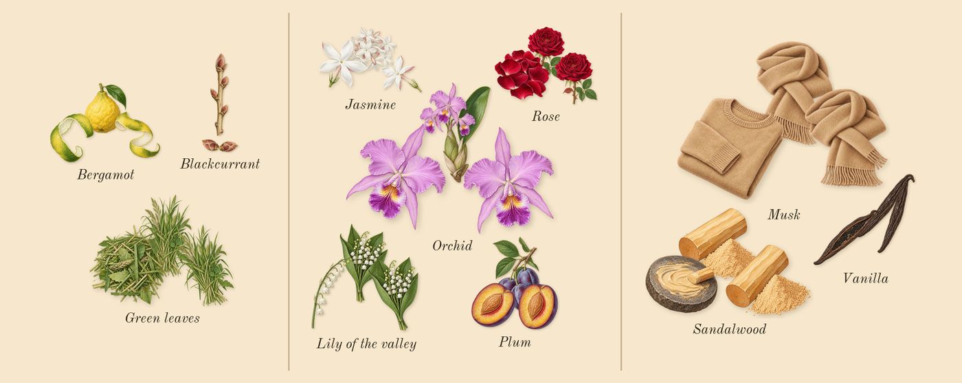 L'Aventure Gold’s scent picture, a draft: bergamot, blackcurrant, green leaves, jasmine, rose, lily of the valley drawn so far; dashed outlines where nothing is drawn yet