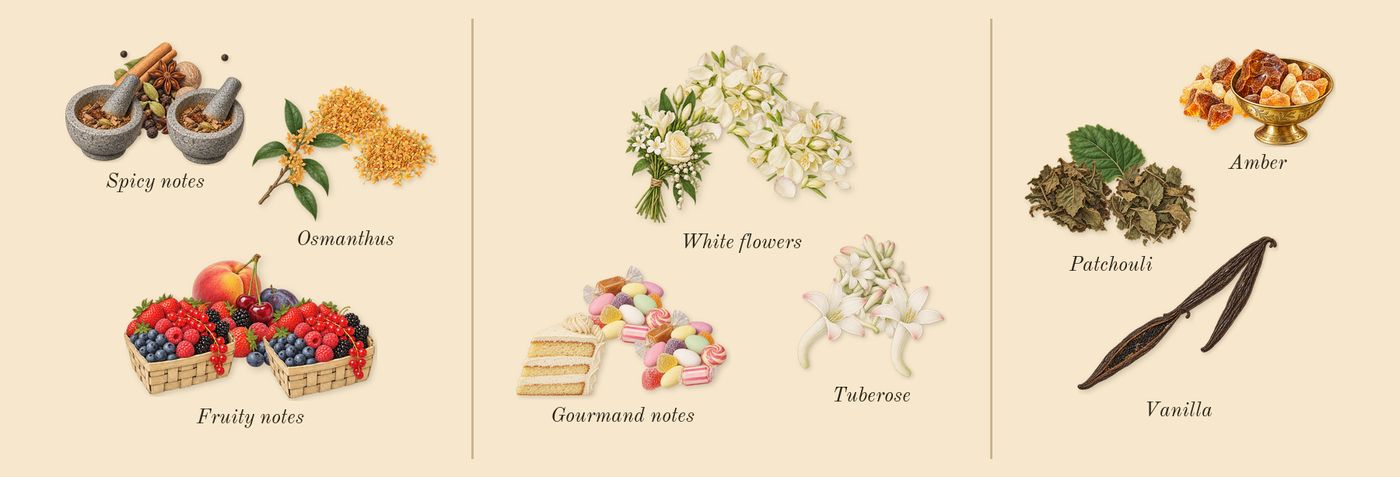 Zahara Amber Dubai’s scent picture, a draft: spicy notes, osmanthus, fruity notes, white flowers, tuberose, gourmand notes drawn so far; dashed outlines where nothing is drawn yet