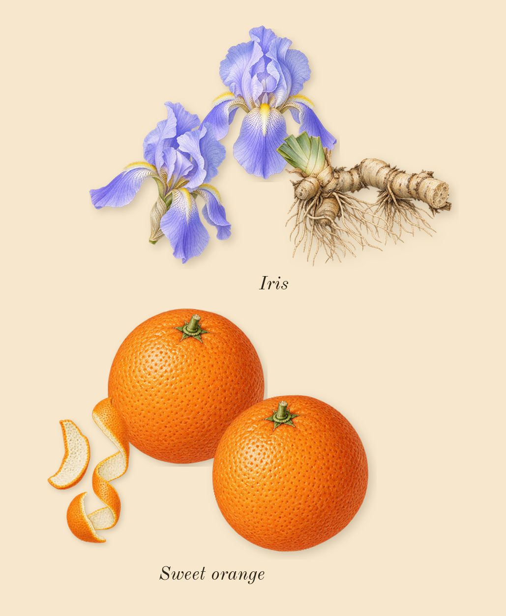 Kayaan Classic, top notes: Iris, Sweet orange