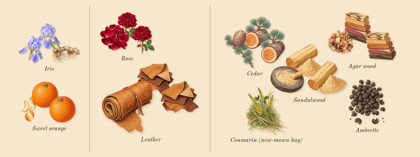 Kayaan Classic’s scent picture, a draft: iris, sweet orange, leather, rose, sandalwood, ambrette drawn so far; dashed outlines where nothing is drawn yet