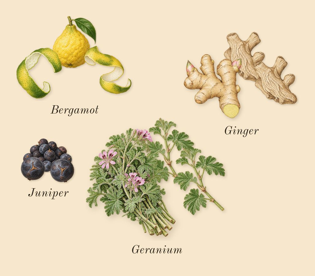 Aromatic Sage, top notes: Bergamot, Ginger, Juniper, Geranium