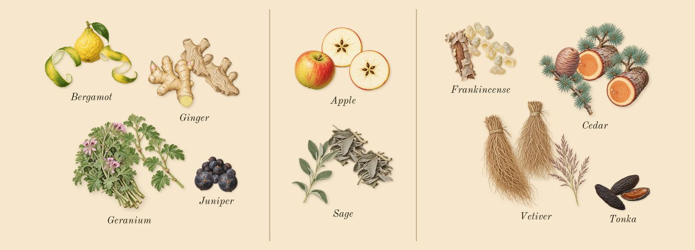 Aromatic Sage’s scent picture, a draft: bergamot, sage, frankincense, ginger, tonka, cedar drawn so far; dashed outlines where nothing is drawn yet