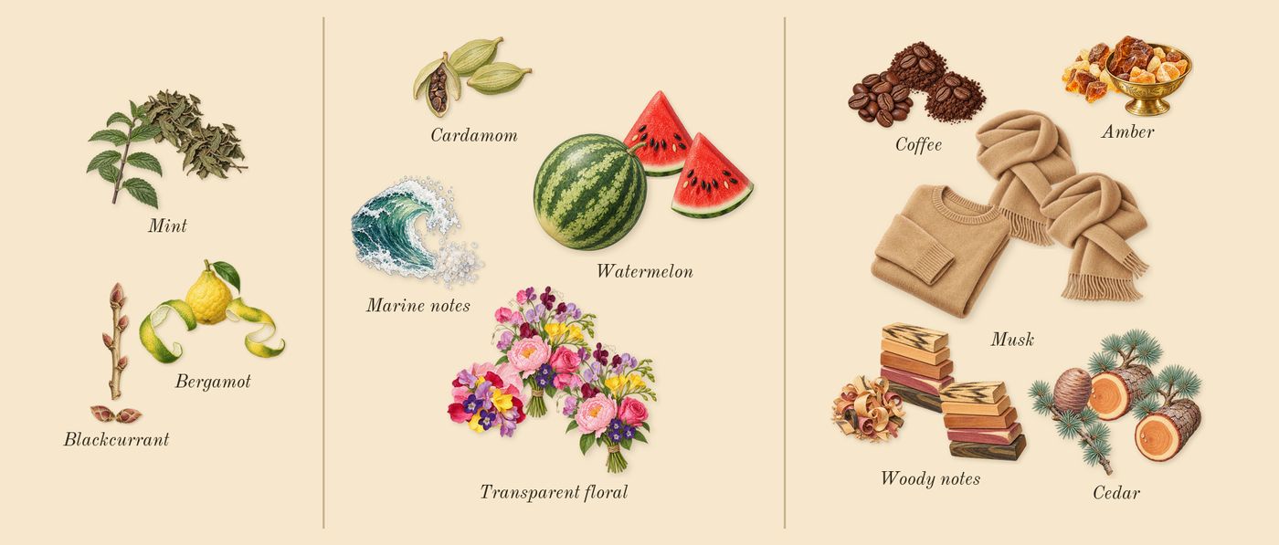 Blue Seduction’s scent picture, a draft: bergamot, blackcurrant, mint, marine notes, watermelon, transparent floral drawn so far; dashed outlines where nothing is drawn yet