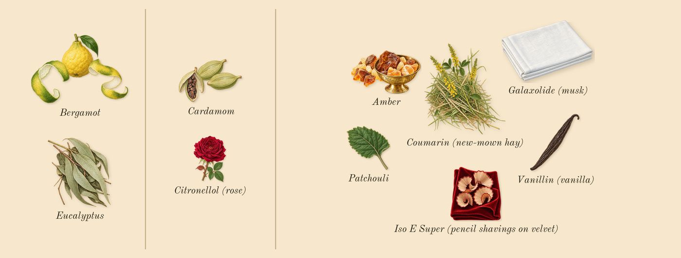 Amiri’s scent picture, a draft: bergamot, cardamom, amber, patchouli, eucalyptus, iso e super (pencil shavings on velvet) drawn so far; dashed outlines where nothing is drawn yet