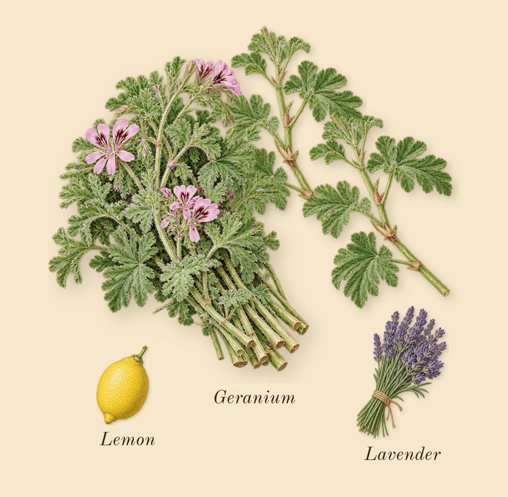 Arabian Knight Silver, top notes: Geranium, Lemon, Lavender