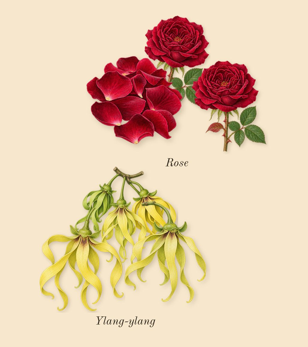 Kashmir Musk, heart: Ylang-ylang, Rose