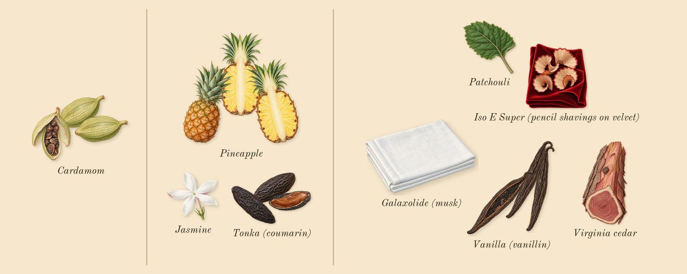 Madawi Gold Edition’s scent picture, a draft: cardamom, pineapple, tonka (coumarin), vanilla (vanillin), patchouli, virginia cedar drawn so far; dashed outlines where nothing is drawn yet