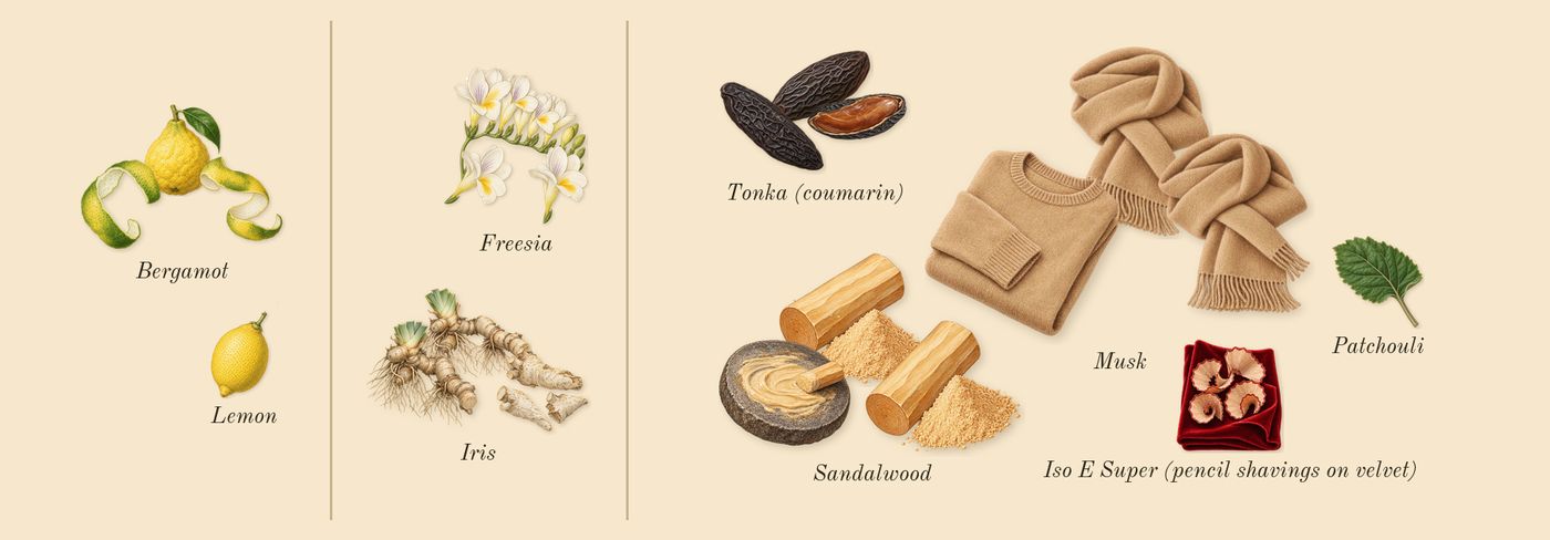 Sultani’s scent picture, a draft: bergamot, iris, freesia, musk, sandalwood, tonka (coumarin) drawn so far; dashed outlines where nothing is drawn yet