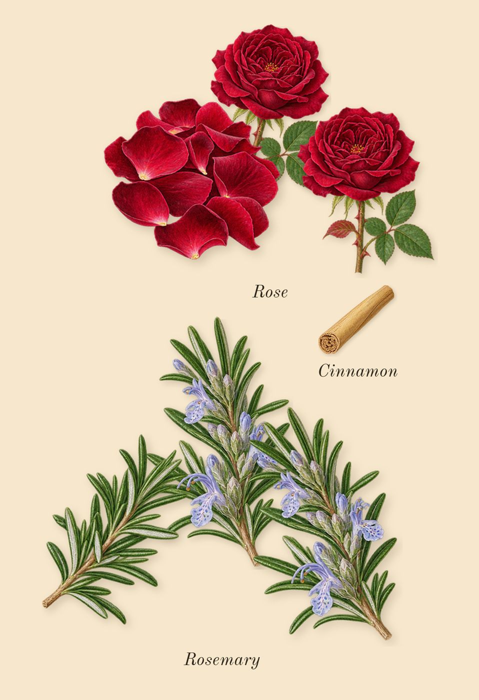 Taraf, heart: Rose, Rosemary, Cinnamon