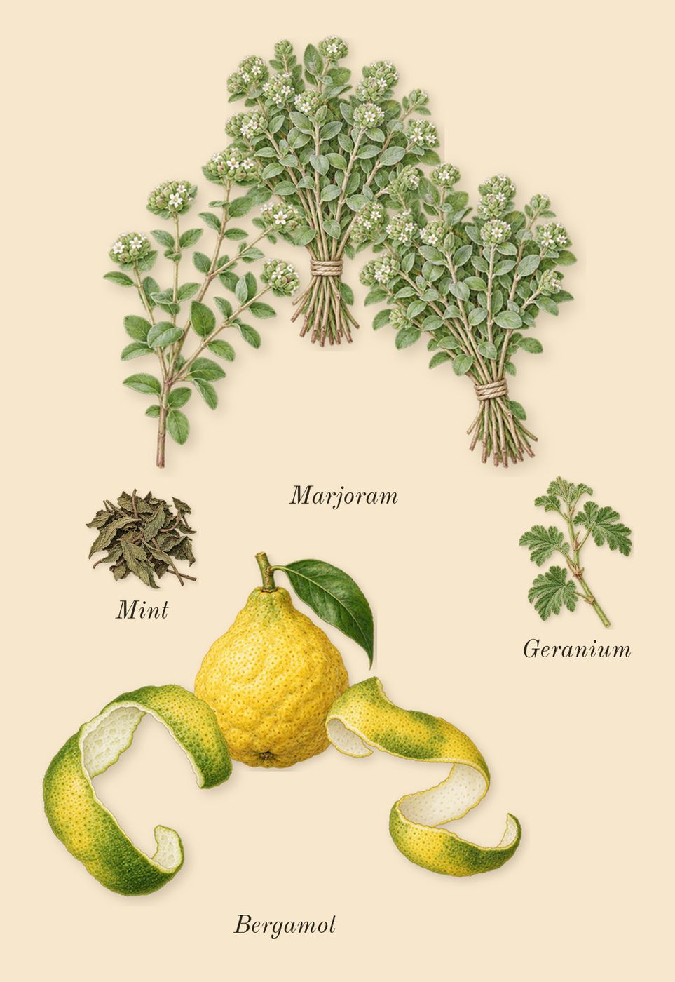 Taraf, top notes: Marjoram, Bergamot, Geranium, Mint