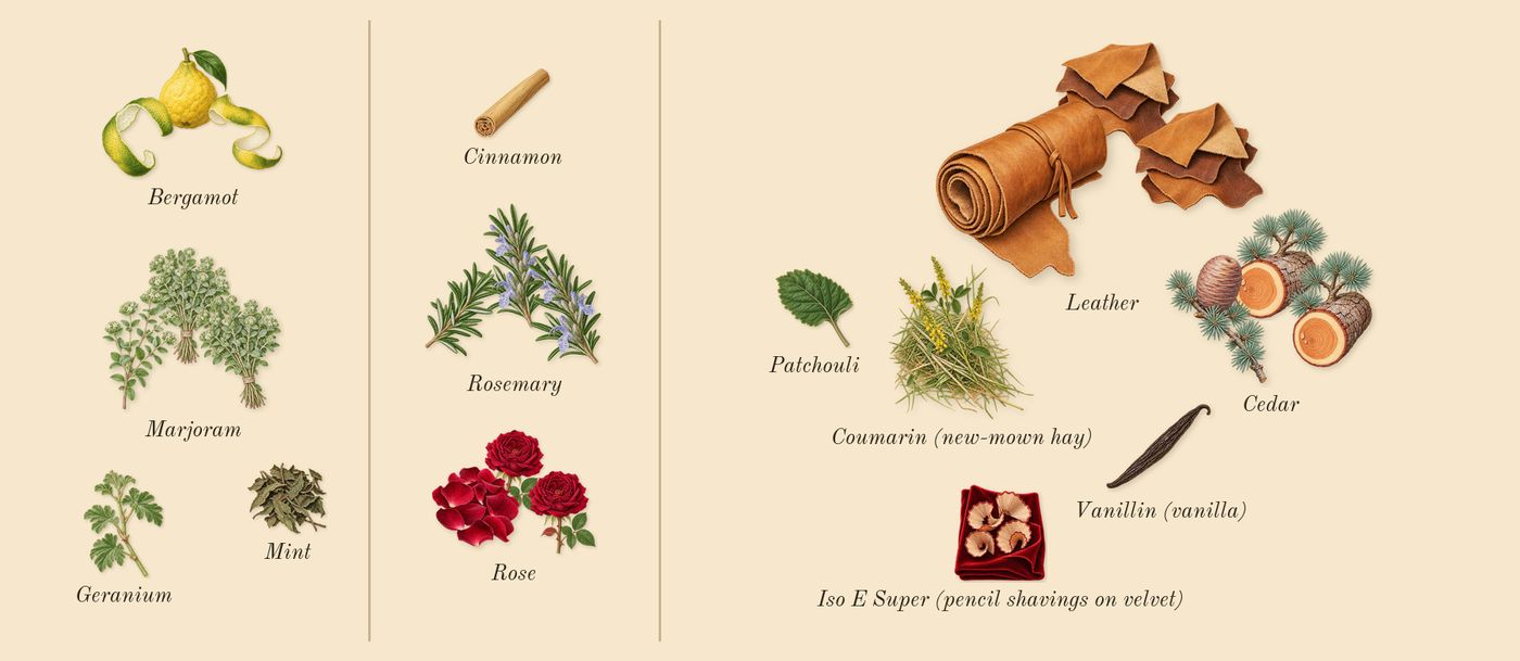 Taraf’s scent picture, a draft: marjoram, bergamot, rose, rosemary, leather, cedar drawn so far; dashed outlines where nothing is drawn yet