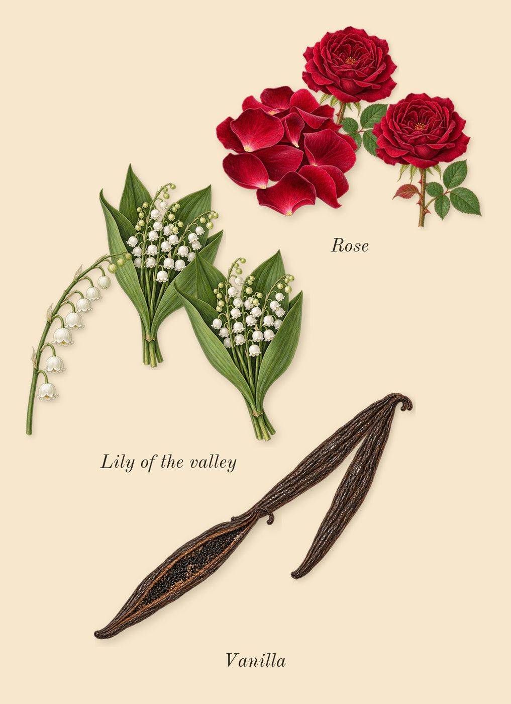 Ari, heart: Lily of the valley, Rose, Vanilla