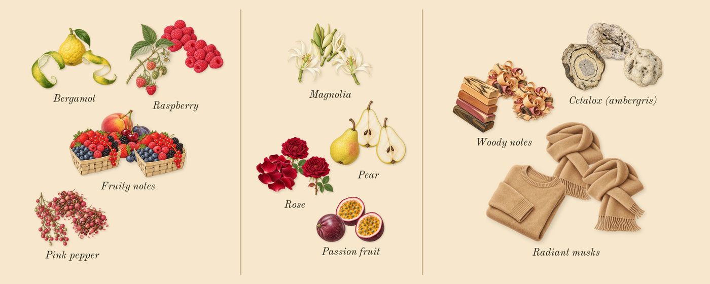 MOD Blush’s scent picture, a draft: fruity notes, bergamot, raspberry, pink pepper, magnolia, rose drawn so far; dashed outlines where nothing is drawn yet