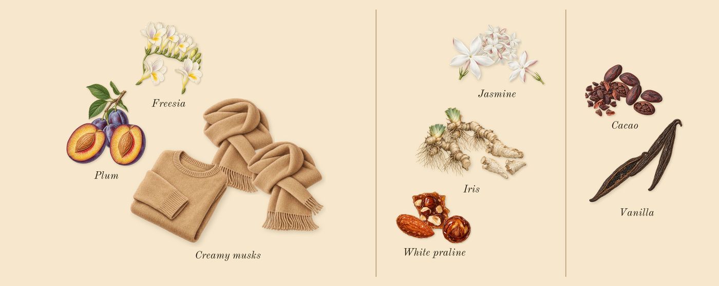 MOD Vanilla’s scent picture, a draft: freesia, plum, creamy musks, iris, white praline, jasmine drawn so far; dashed outlines where nothing is drawn yet