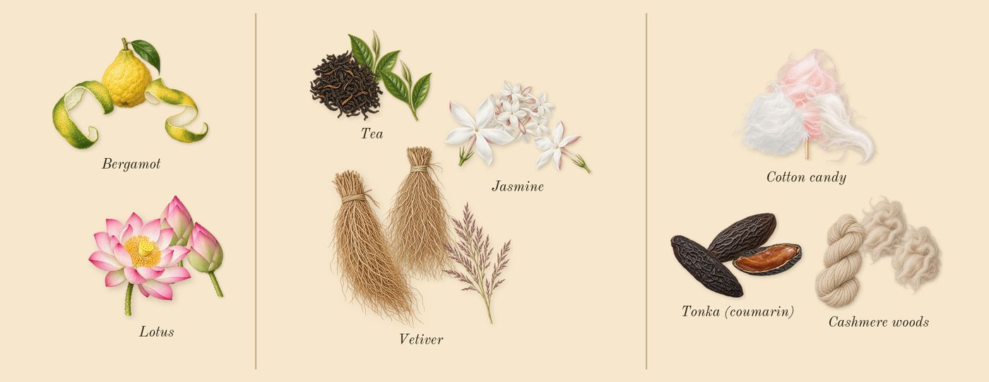 Pink Woods’s scent picture, a draft: bergamot, lotus, jasmine, tea, vetiver, tonka (coumarin) drawn so far; dashed outlines where nothing is drawn yet