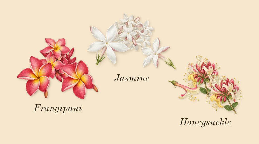 Sweet Like Candy, heart: Jasmine, Frangipani, Honeysuckle