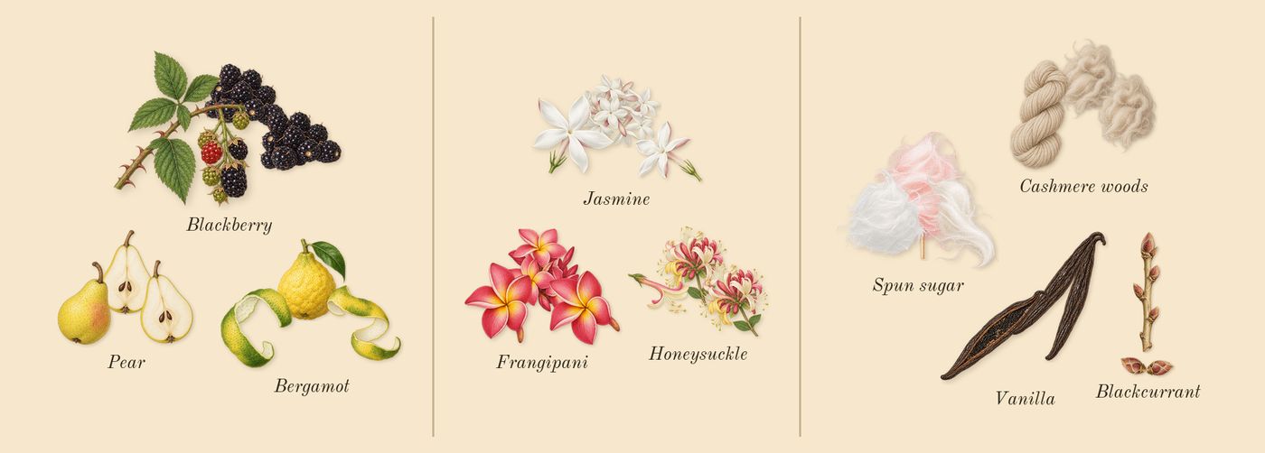 Sweet Like Candy’s scent picture, a draft: blackberry, bergamot, pear, jasmine, frangipani, honeysuckle drawn so far; dashed outlines where nothing is drawn yet