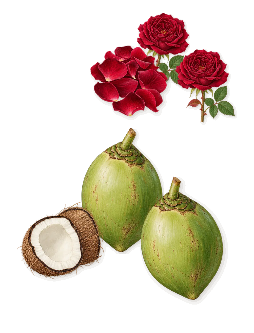 Thank U, Next, as it settles: Coconut, Rose