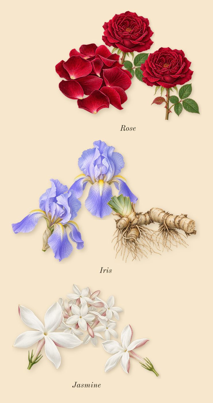 Club de Nuit Sillage, heart: Jasmine, Iris, Rose