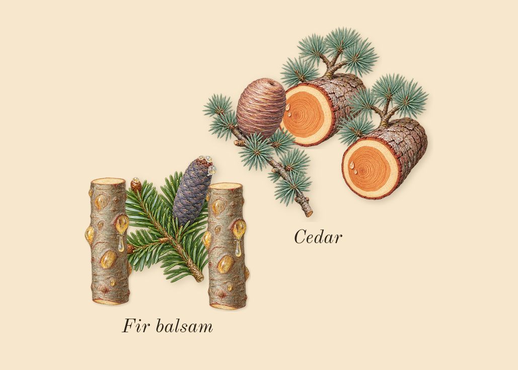 Club de Nuit Untold, dry-down: Fir balsam, Cedar