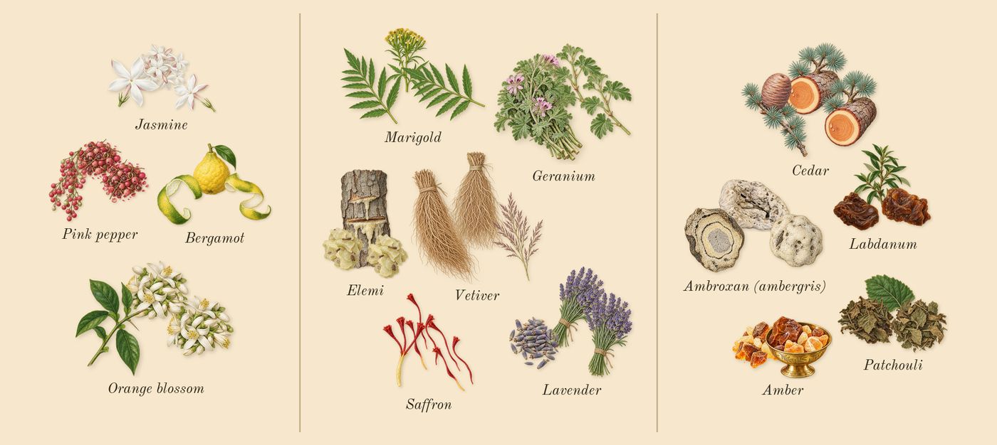 Club de Nuit Urban Man Elixir’s scent picture, a draft: bergamot, pink pepper, orange blossom, jasmine, lavender, marigold drawn so far; dashed outlines where nothing is drawn yet