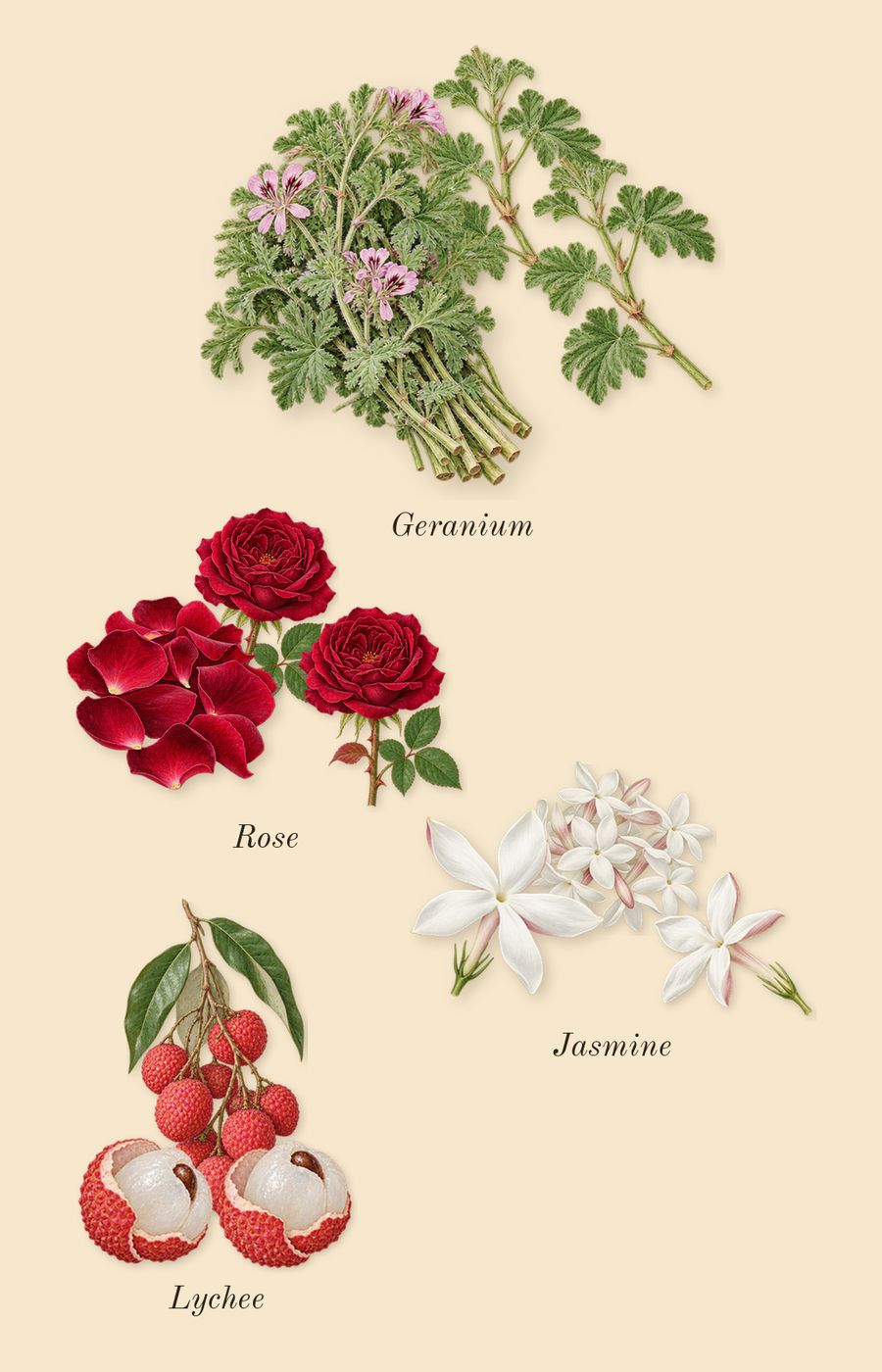 Club de Nuit Woman, heart: Geranium, Jasmine, Lychee, Rose