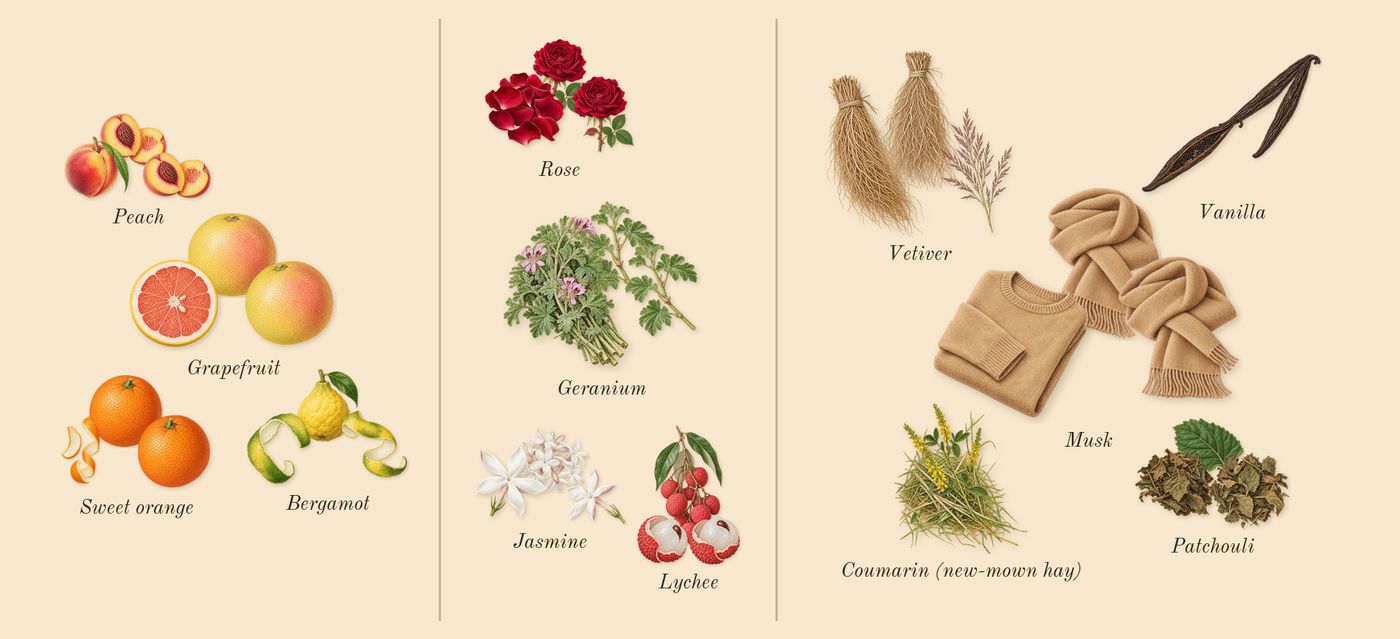 Club de Nuit Woman’s scent picture, a draft: bergamot, grapefruit, peach, sweet orange, geranium, jasmine drawn so far; dashed outlines where nothing is drawn yet