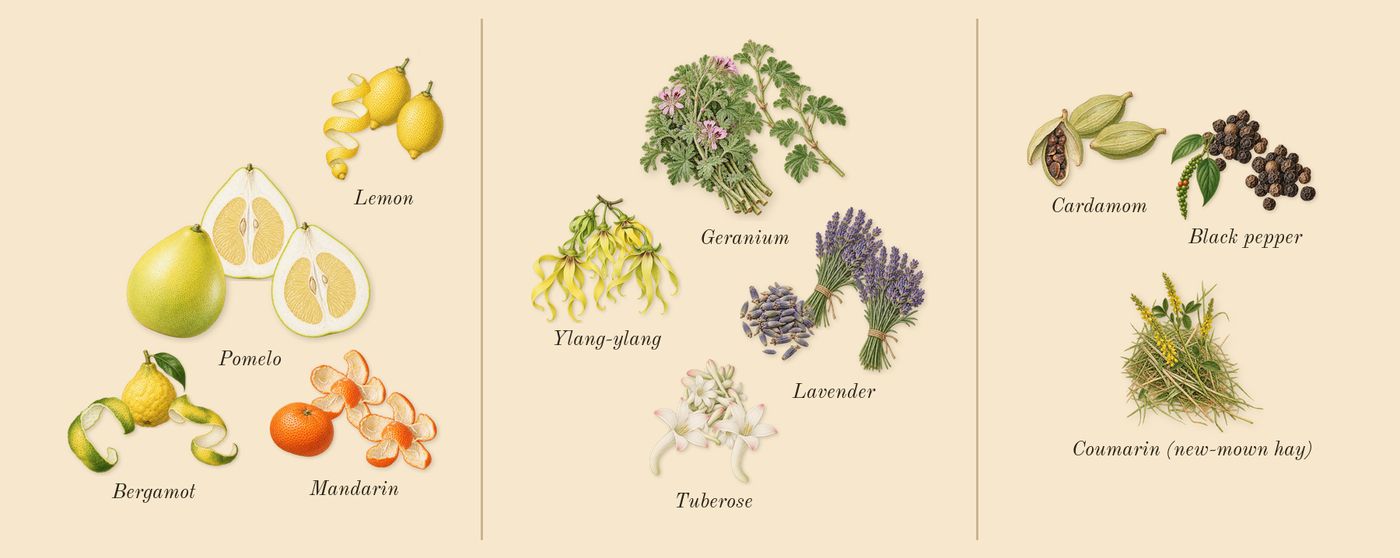 Hunter Intense’s scent picture, a draft: bergamot, pomelo, mandarin, lemon, lavender, geranium drawn so far; dashed outlines where nothing is drawn yet