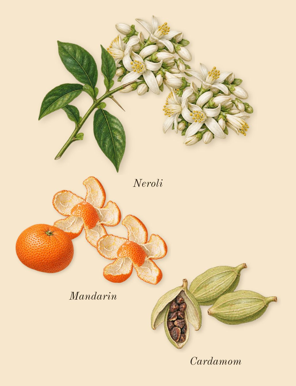 Odyssey Homme, top notes: Mandarin, Neroli, Cardamom