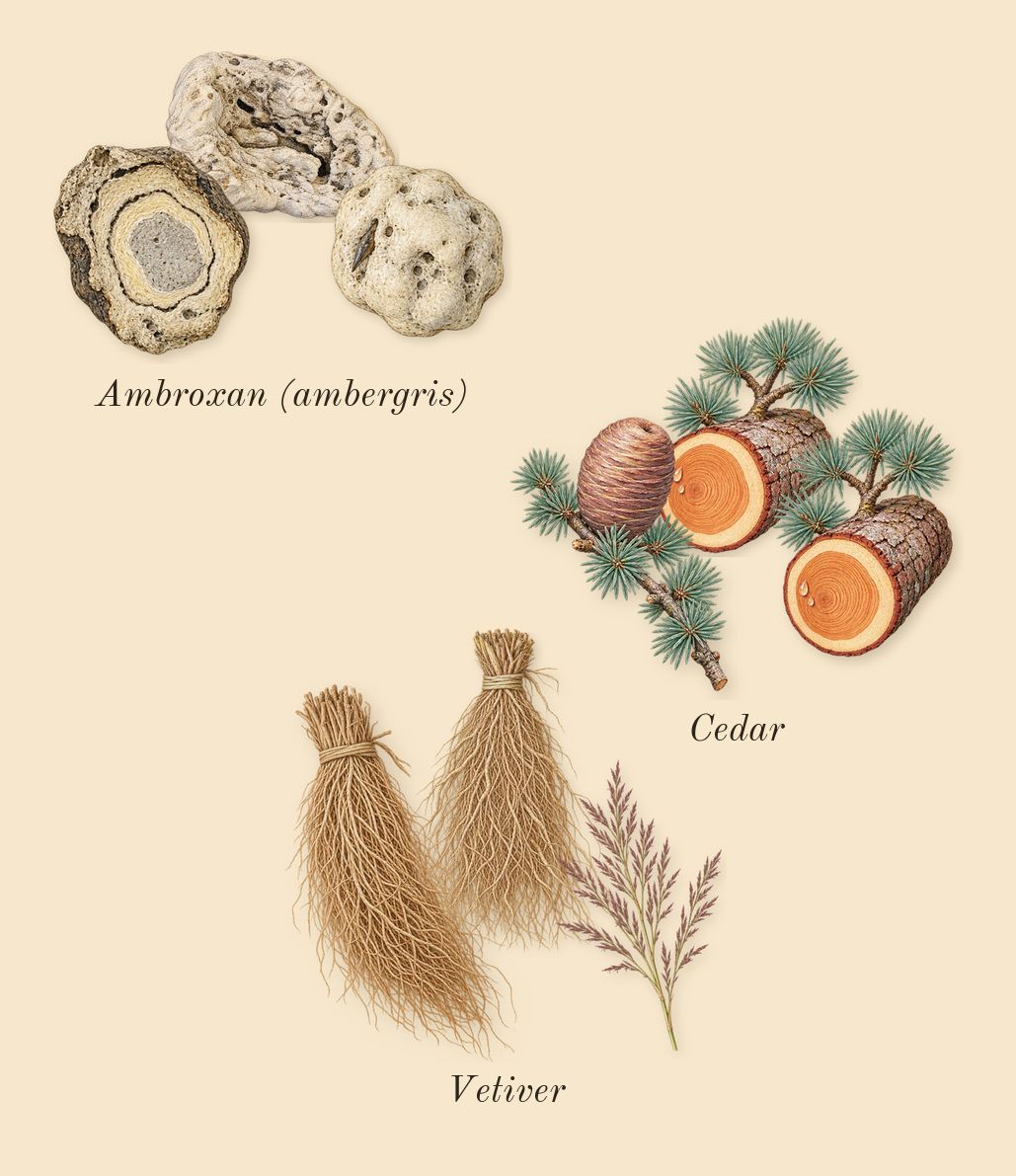 Odyssey Mandarin Sky, dry-down: Vetiver, Cedar, Ambroxan (ambergris)