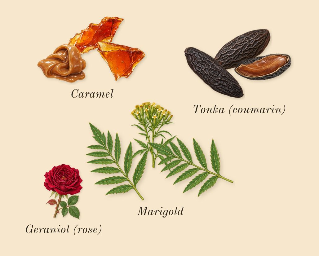 Odyssey Mandarin Sky, heart: Caramel, Tonka (coumarin), Marigold, Geraniol (rose)