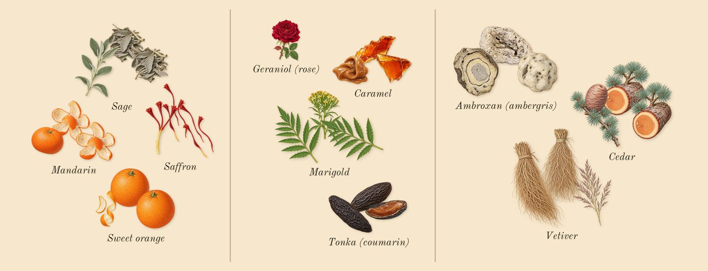 Odyssey Mandarin Sky’s scent picture, a draft: sage, mandarin, sweet orange, saffron, caramel, tonka (coumarin) drawn so far; dashed outlines where nothing is drawn yet