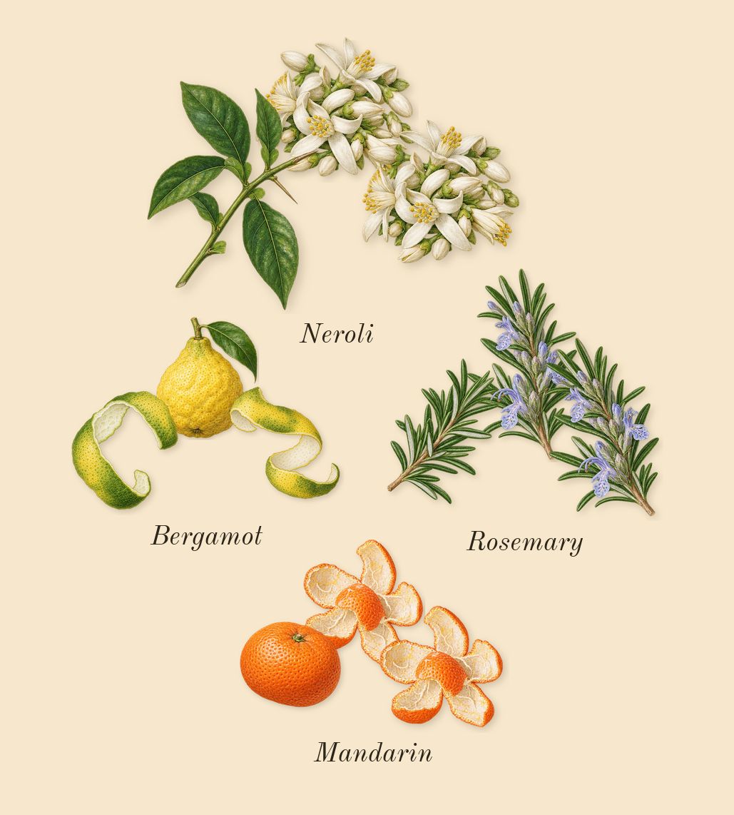 Acqua di Giò, top notes: Bergamot, Neroli, Mandarin, Rosemary